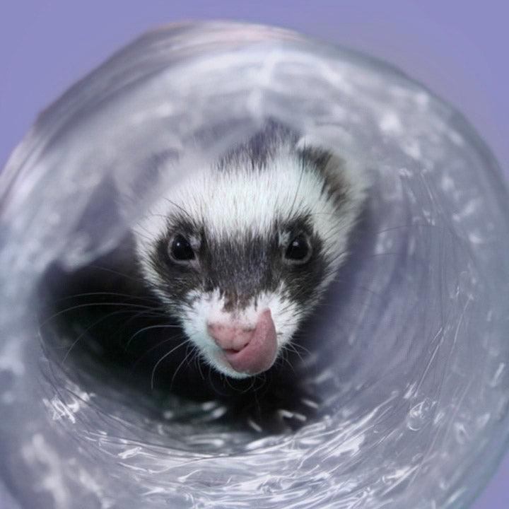 Free Ferret Care Tools from The Pampered Ferret