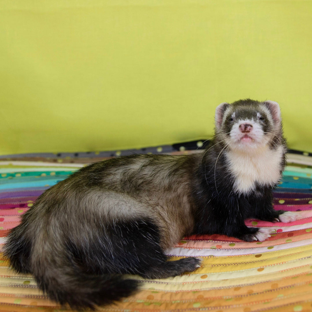 Can Ferrets Eat Eggs?