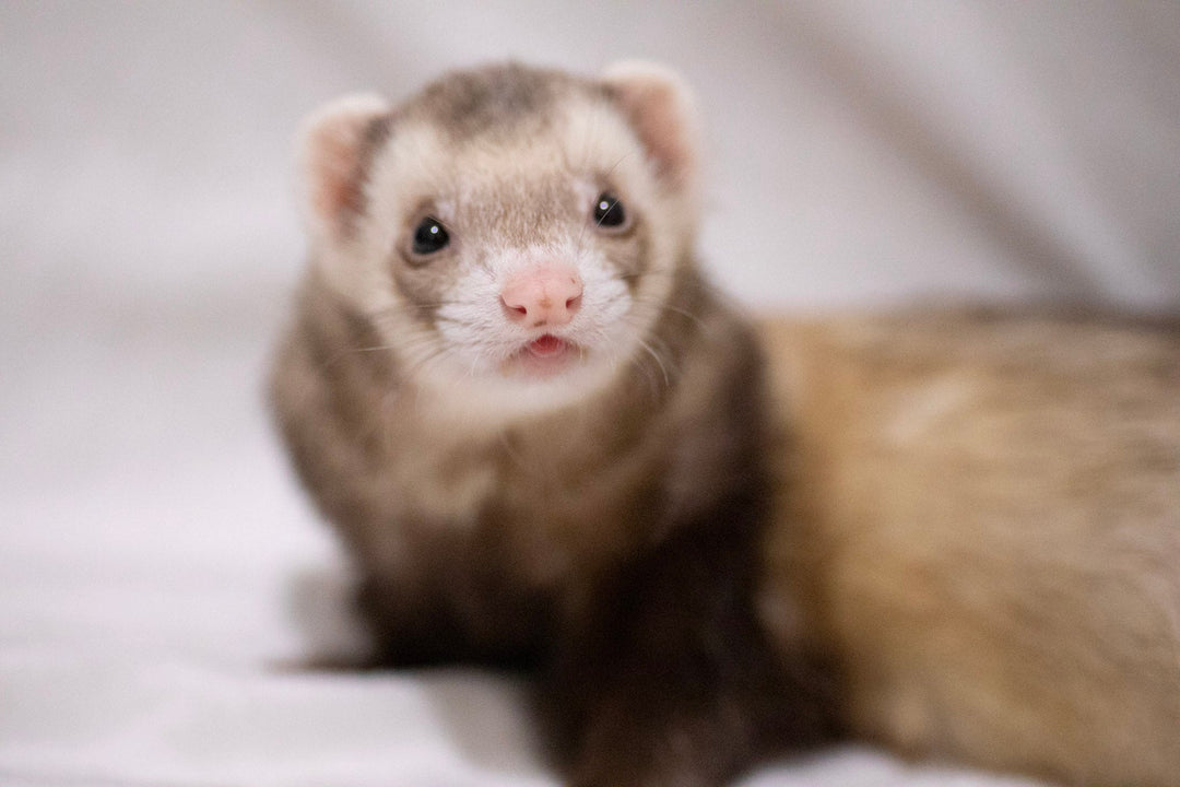 Can Ferrets Eat Fruit?