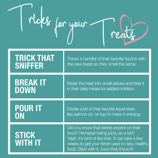 Best Ferret Treats | Healthy Ferret Treats