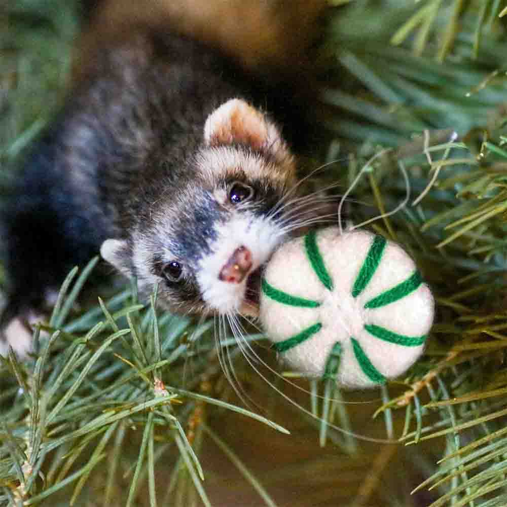 The Pampered Ferret Holiday Stashing Ornaments Toys