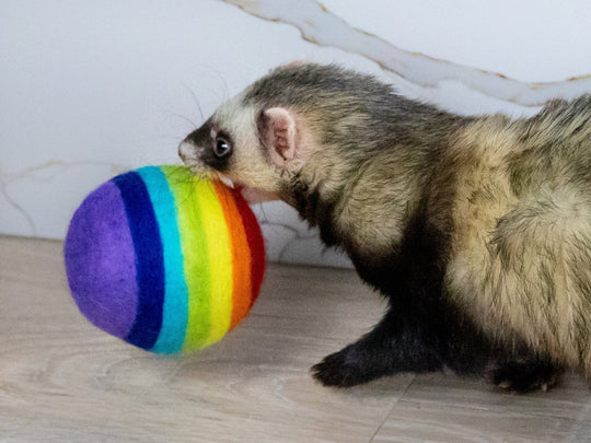 Ferret Stashing Balls (Rainbow) - Set of 4 - The Pampered FerretFerret Stashing Balls (Rainbow) - Set of 4Ferret ToysThe Pampered Ferret