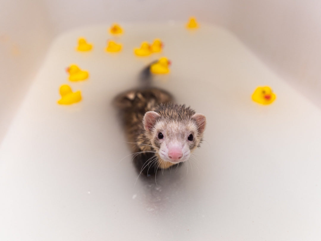 Ferret enjoying soothing bath soak for ferrets in bathtub