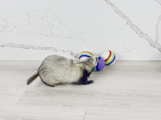 Ferret Stashing Balls (Penguins) - Set of 3