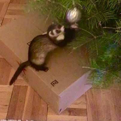 Ferret Holiday Stashing Ornaments - Set of 6
