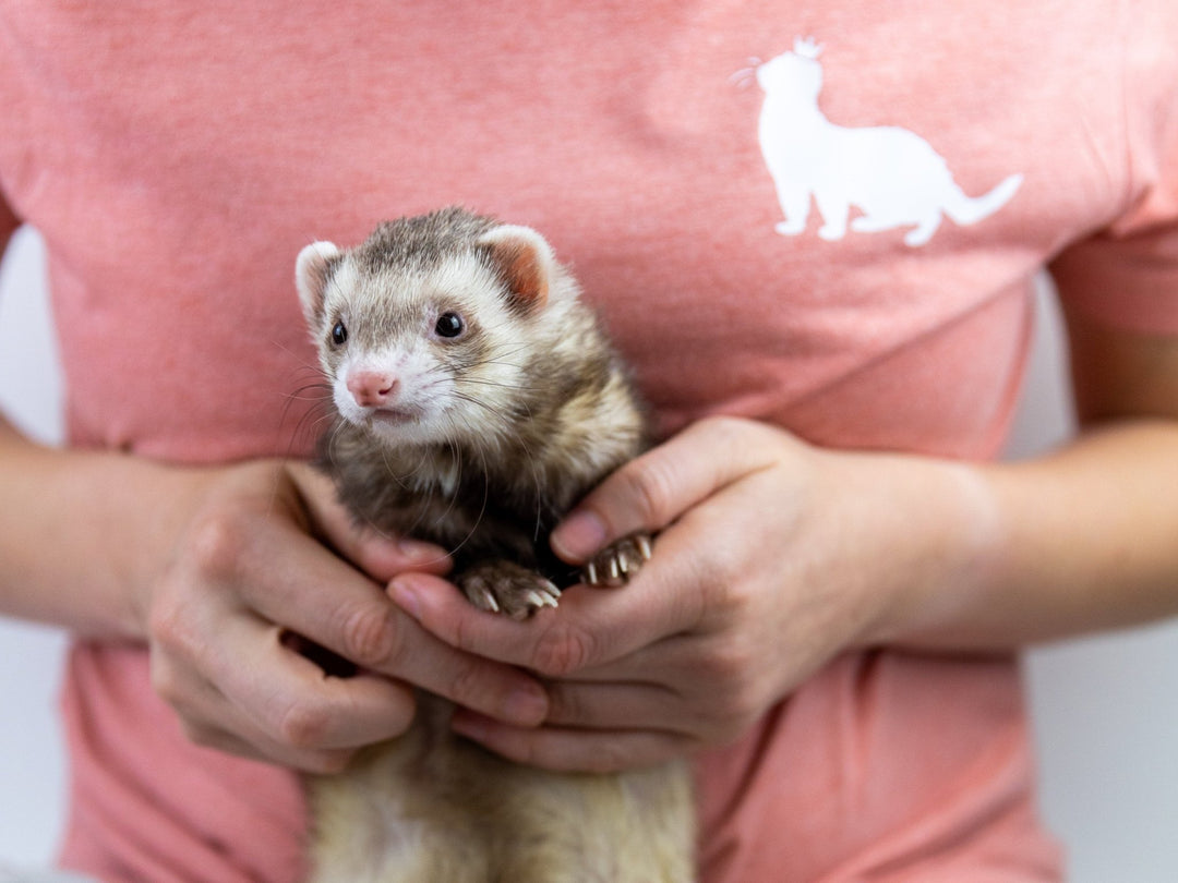 Ferret enjoying soothing Ferret Paw Balm - The Pampered Ferret 